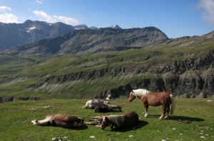 Großglockner Juli 2016